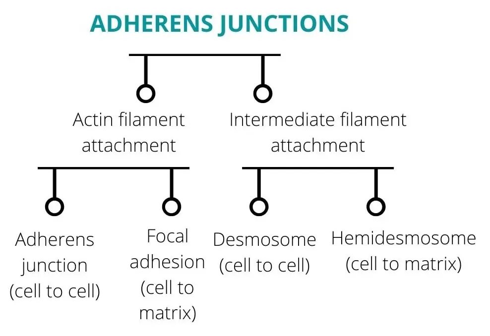 ADHERENS-JUNCTIONS-IN CELL JUNCTIONS