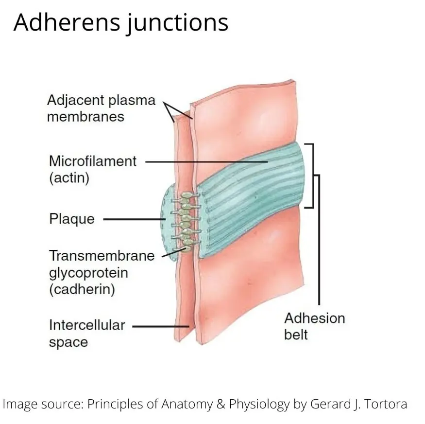 ADHERENS-JUNCTIONS IN CELL JUNCTIONS