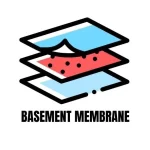 BASEMENT-MEMBRANE