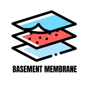 BASEMENT-MEMBRANE