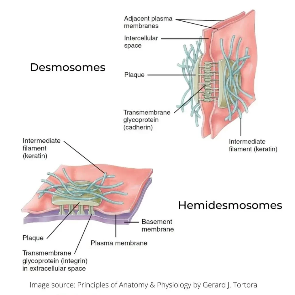 DESMOSOMES-HEMIDESMOSOMES IN CELL JUNCTIONS