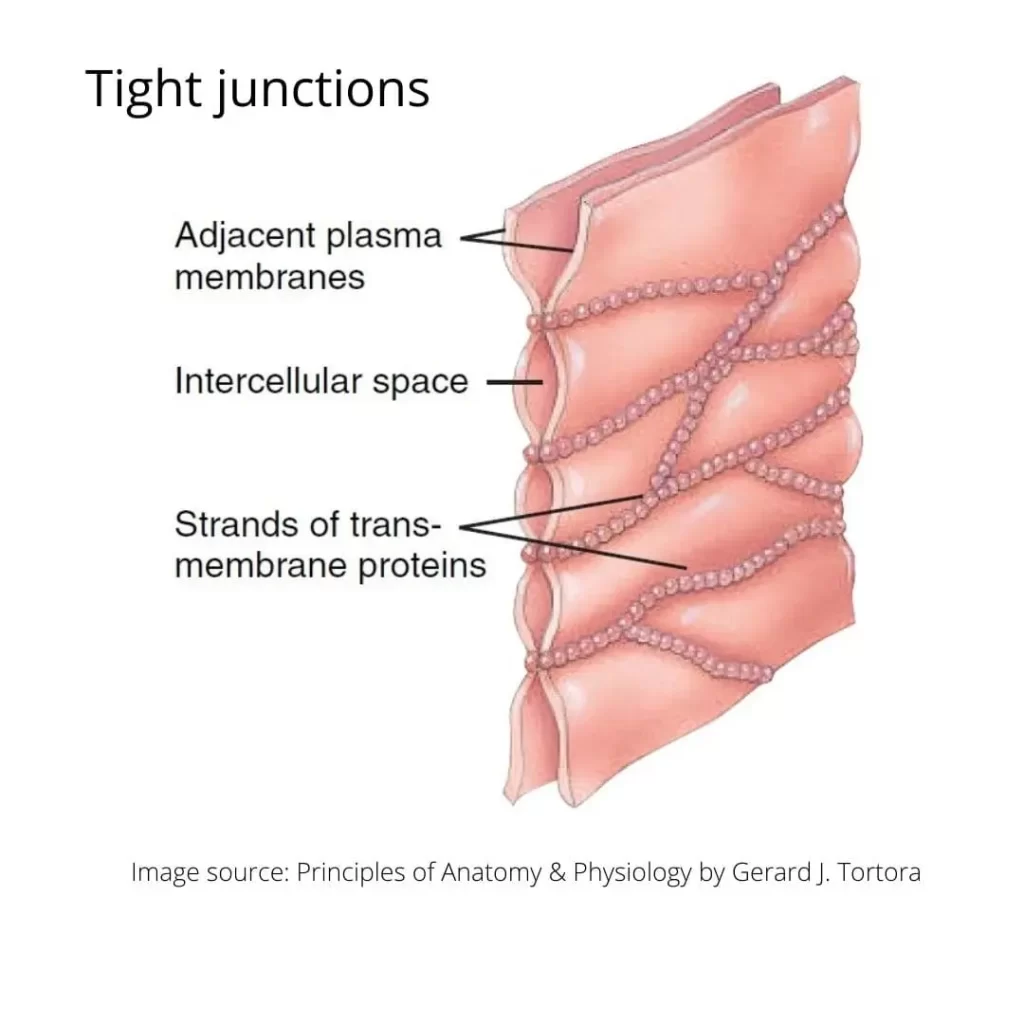 TIGHT JUNCTIONS