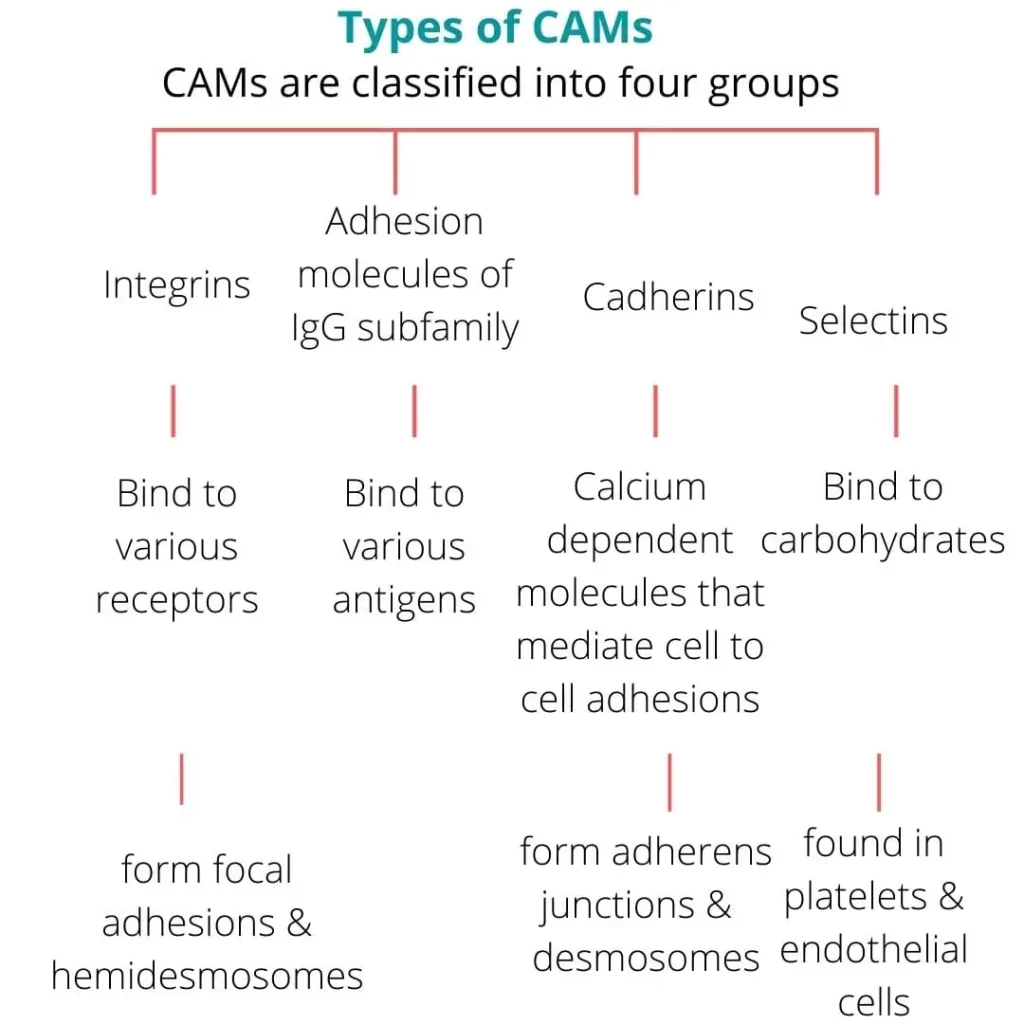 TYPES OF CELL ADHESION MOLECULES