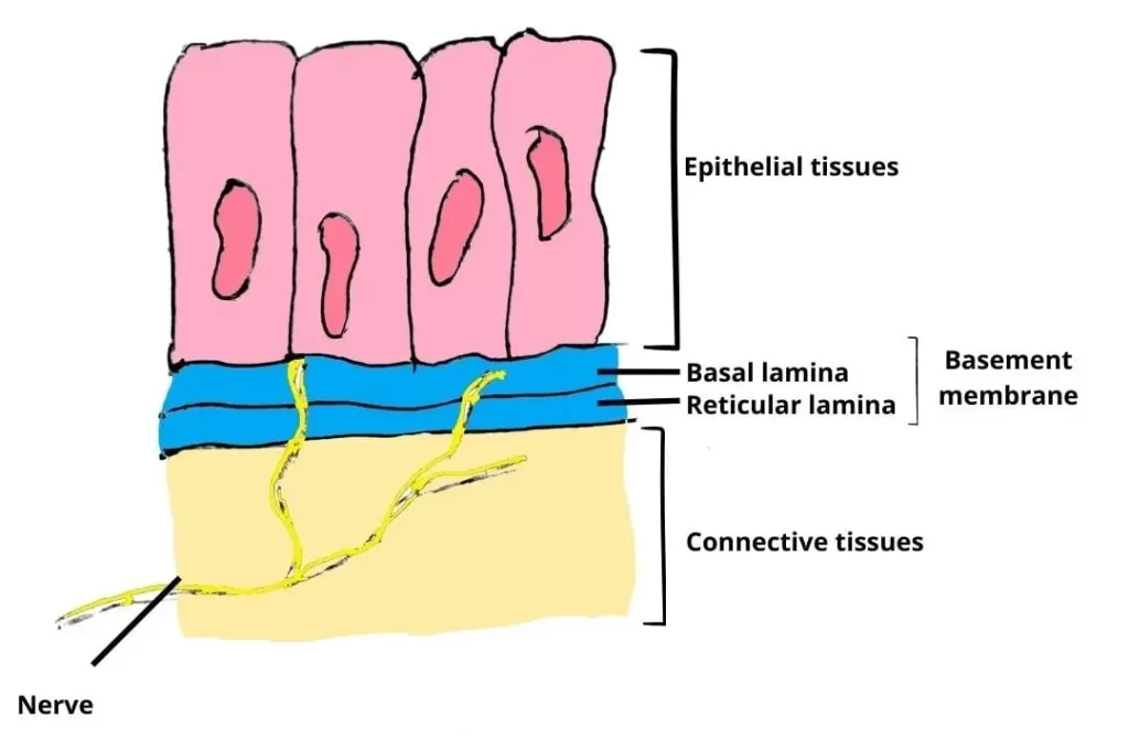 basal lamina vs basement membrane