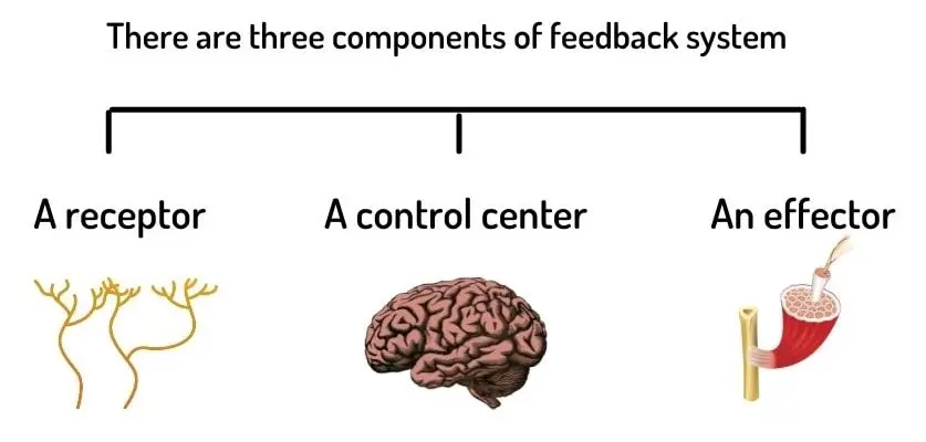 feedback-system-of-homeostasis