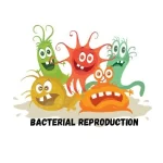 BACTERIAL REPRODUCTION