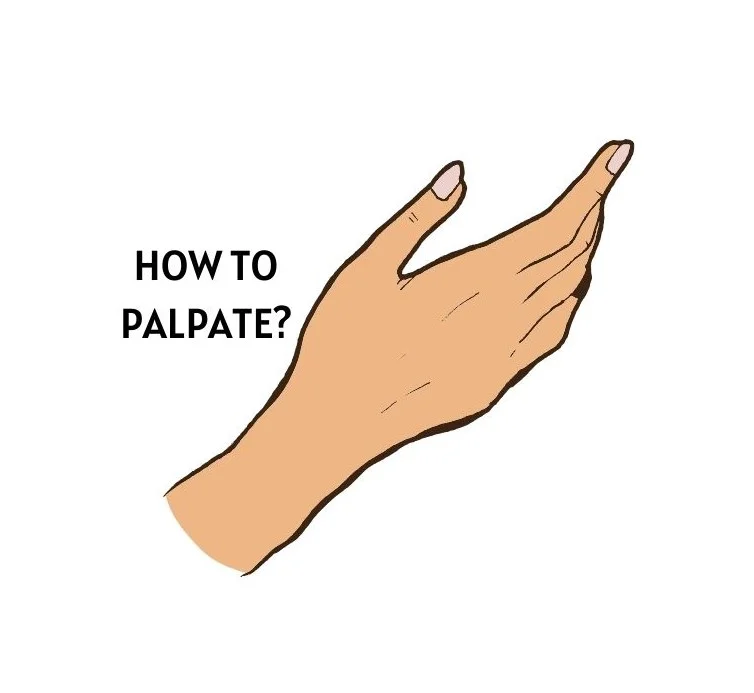 HOW TO PALPATE-PALPATION METHOD OF PHYSICAL EXAMINATION
