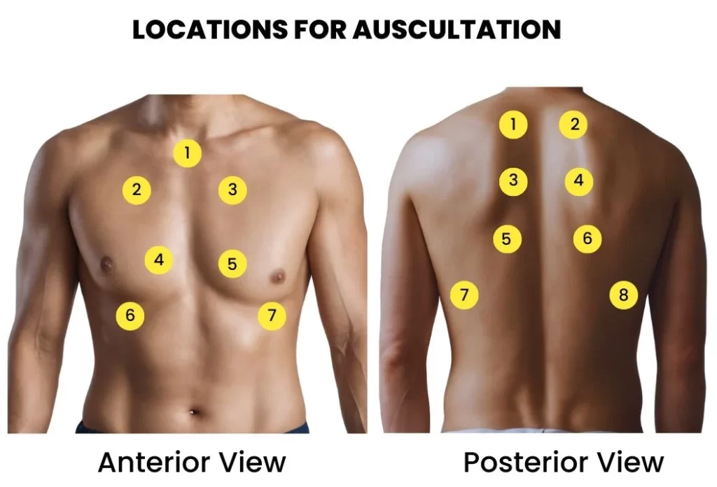 CLINICAL EXAMINATION OF RESPIRATORY SYSTEM-AREAS FOR AUSCULTATION OF CHEST