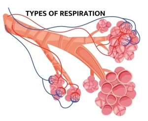 TYPES OF RESPIRATION