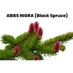ABIES NIGRA (Black Spruce)