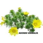 ADONIS VERNALIS