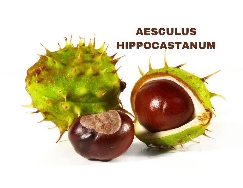 AESCULUS HIPPOCASTANUM