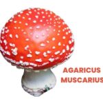 AGARICUS MUSCARIUS