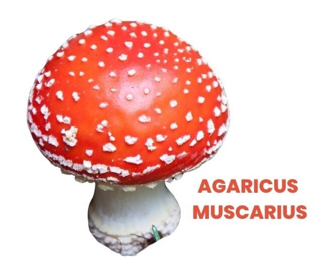 AGARICUS MUSCARIUS