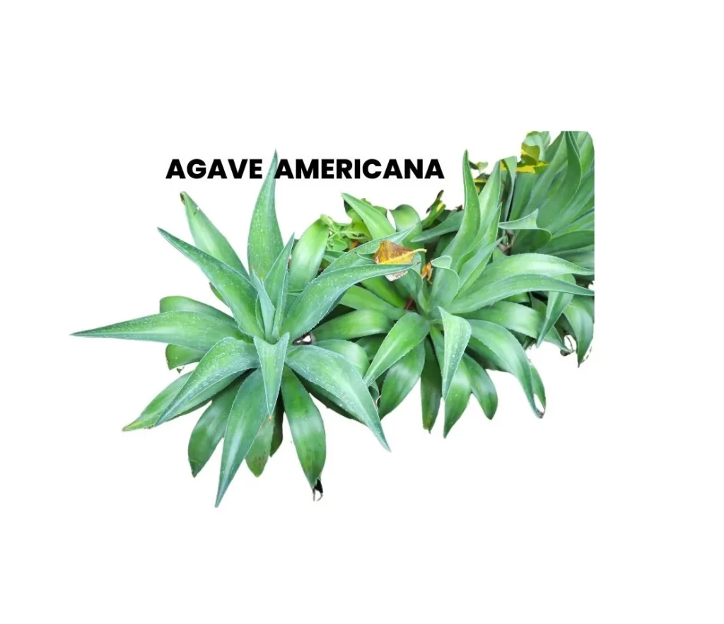 AGAVE AMERICANA