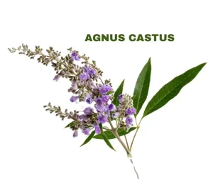 AGNUS CASTUS