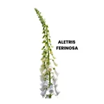 ALETRIS FERINOSA