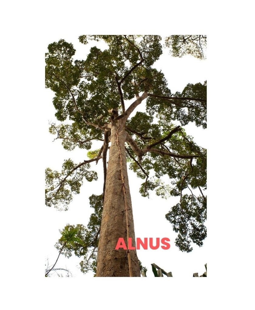 ALNUS