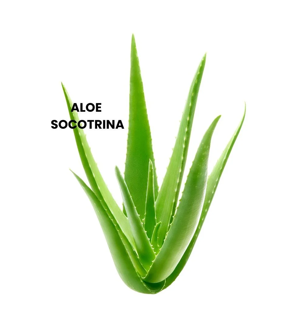 ALOE SOCOTRINA | A