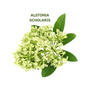 ALSTONIA SCHOLARIA