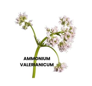 AMMONIUM VALERIANICUM