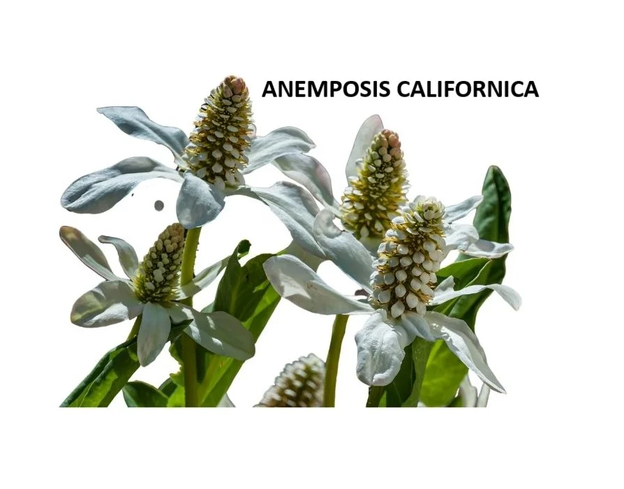 ANEMPOSIS CALIFORNICA