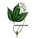 ANGUSTRA VERA