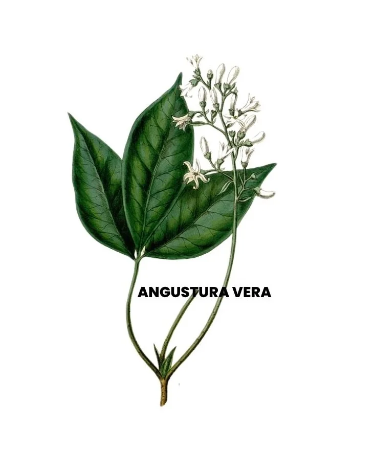 ANGUSTRA VERA