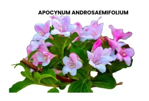 APOCYNUM ANDROSAEMIFOLIUM