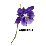 AQUILEGIA