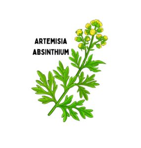 ARTEMISIA ABSINTHIUM OR COMMON WORMWOOD