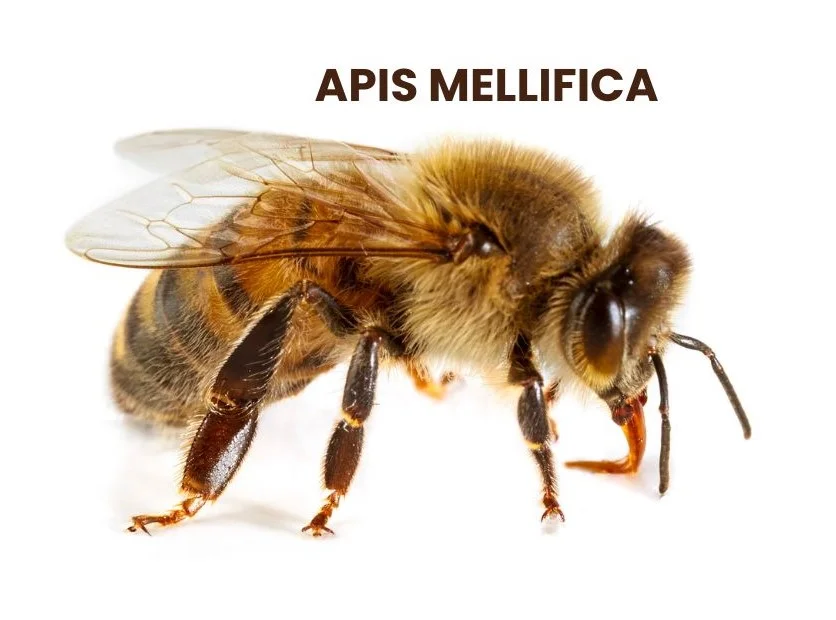 APIS MELLIFICA | A