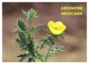 ARGEMONE MEXICANA