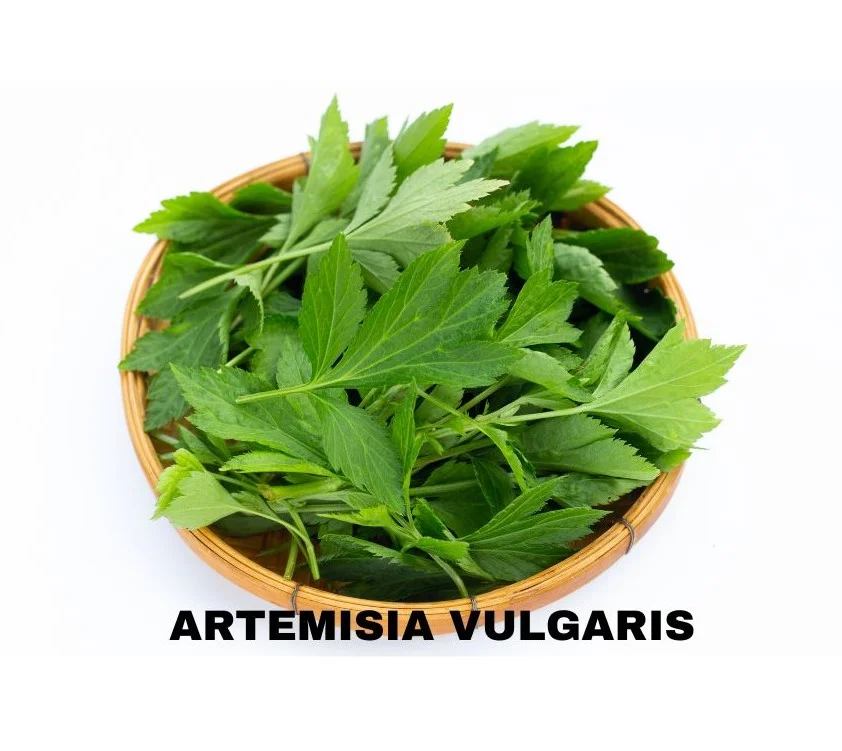 ARTEMISIA VULGARIS