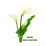 ARUM DRACONTIUM