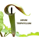 ARUM TRIPHYLLUM
