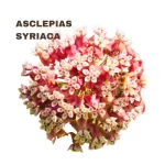 ASCLEPIAS SYRIACA