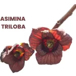 ASIMINA TRILOBA