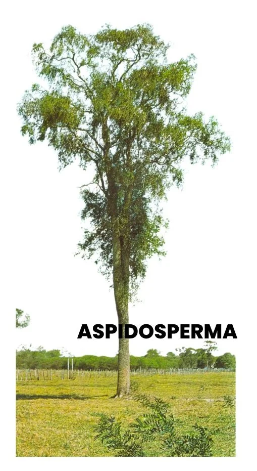 ASPIDOSPERMA