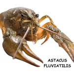ASTACUS FLUVIATILIS