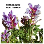 ASTRAGALUS MOLLISSIMUS