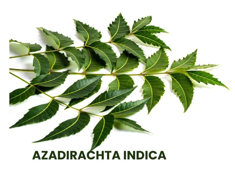 AZADIRACHTA INDICA