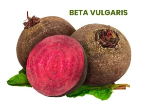 BETA VULGARIS