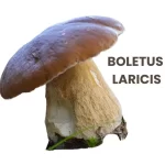 BOLETUS LARICIS