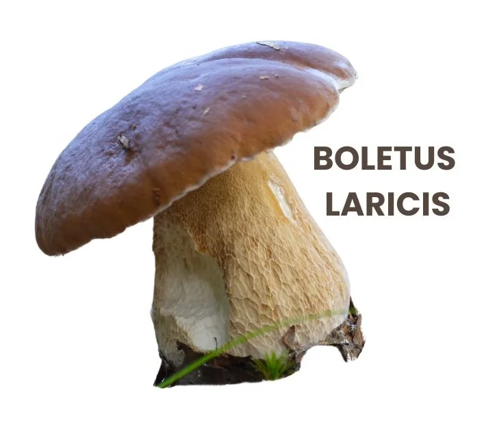 BOLETUS LARICIS
