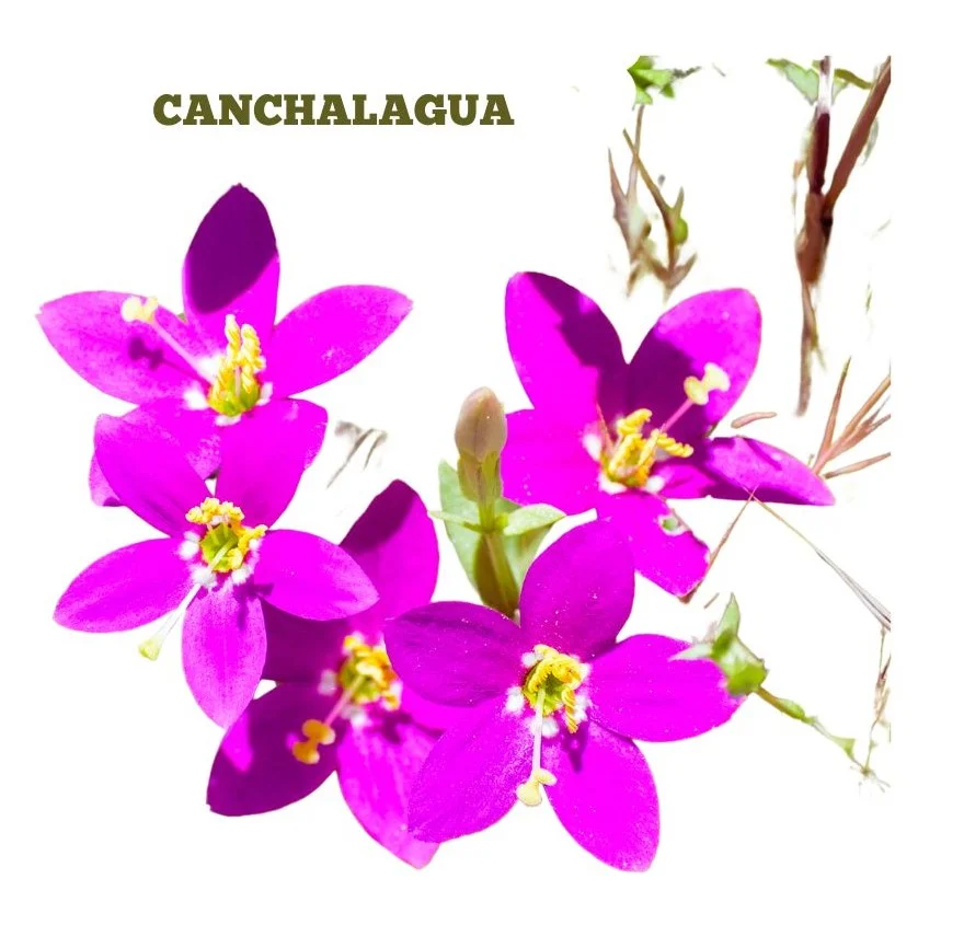 CANCHALAGUA