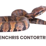 CENCHRIS CONTORTRIX