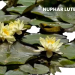 NUPHAR LUTEUM