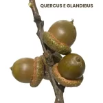 QUERCUS E GLANDIBUS