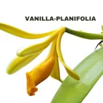 VANILLA -PLANTIFOLIA